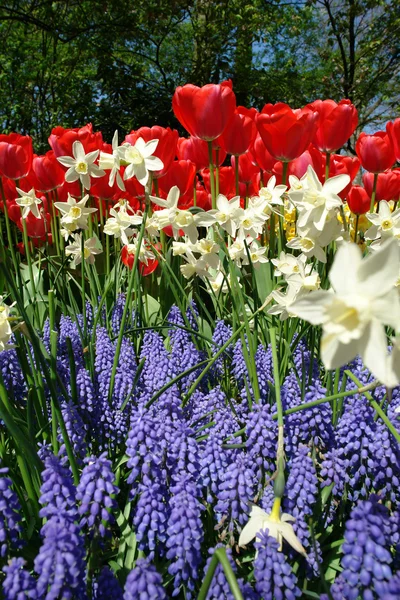 Spring flower bed in Keukenhof — Stock Photo, Image