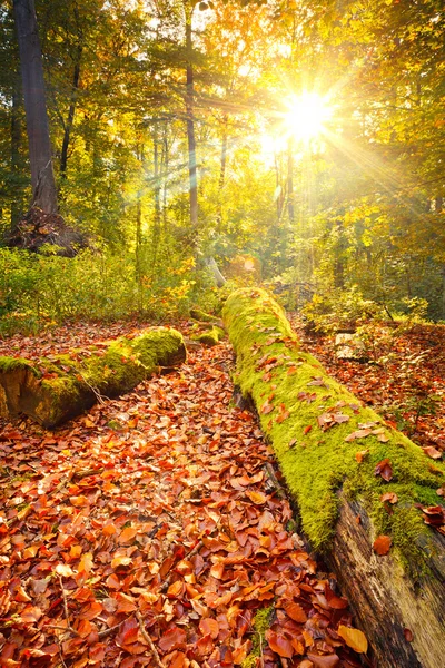 Outono colorido na floresta — Fotografia de Stock