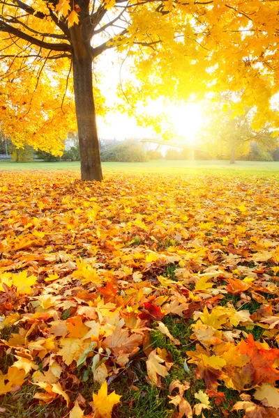 Renkli sonbahar — Stok fotoğraf