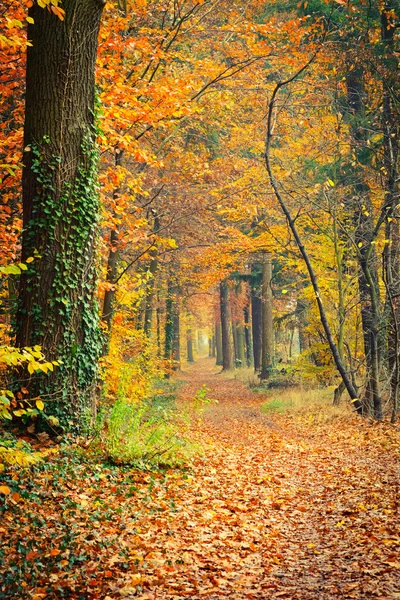 Sonbahar orman yolu — Stok fotoğraf