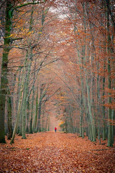 通路在秋天的森林中 — 图库照片