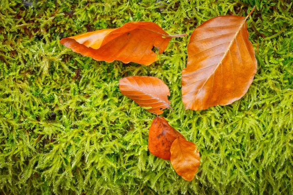 多彩的秋天背景 — 图库照片