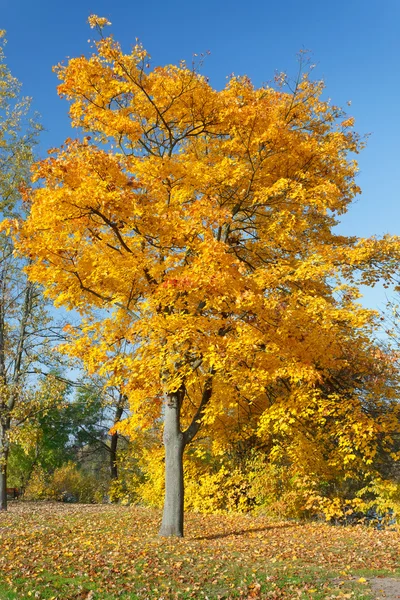 Barevné podzimní strom javor — Stock fotografie