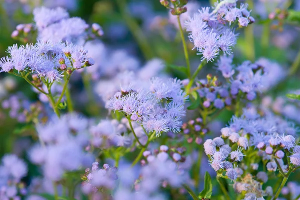 Detailní záběr na fialový květ — Stock fotografie