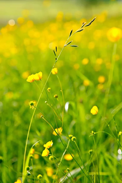 Soleado prado — Foto de Stock