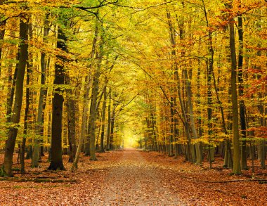 Pathway in the autumn forest clipart