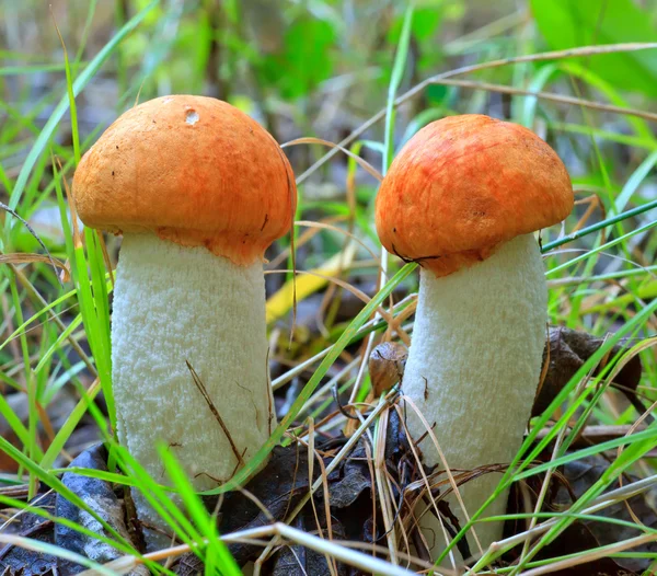 Dvě oranžová čepice Hřib — Stock fotografie