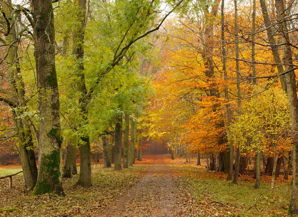 Caminho na floresta de outono — Fotografia de Stock