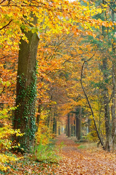 Droga w lesie jesienią — Zdjęcie stockowe