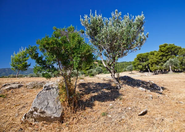 Zeytin ağaçları büyüyen sanctuary Poseidon, poros kalıntıları bulunmaktadır — Stok fotoğraf
