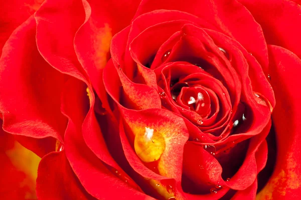 Kırmızı gül çiçek — Stok fotoğraf