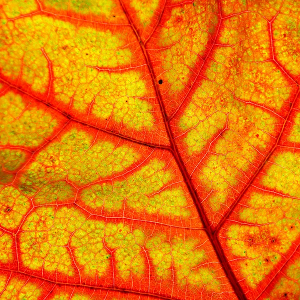 Autumn oak leaf — Stock Photo © sborisov #6385504