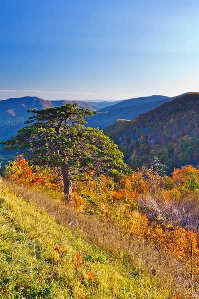 Hösten i shenandoah national park — Stockfoto