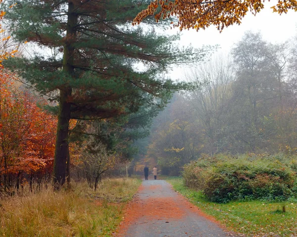 Misty autumnal park — Stock Photo, Image