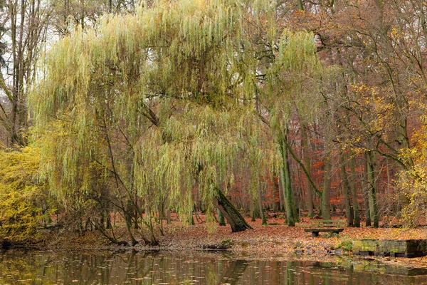 Vijver in herfst park — Stockfoto