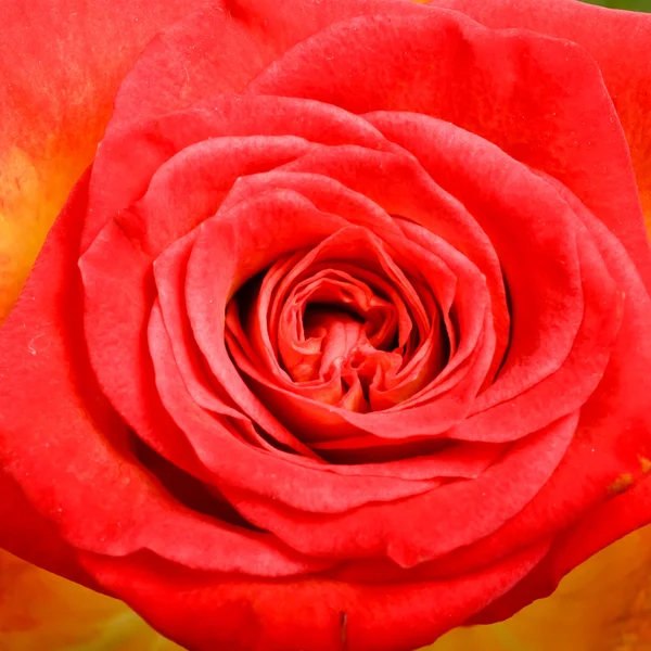 Fleur rose rouge Images De Stock Libres De Droits