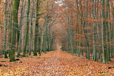 Pathway in the autumn forest clipart