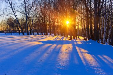 Beautiful sunset in a winter forest clipart