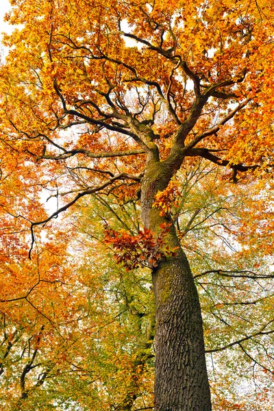 Kolorowe dąb jesienny — Zdjęcie stockowe