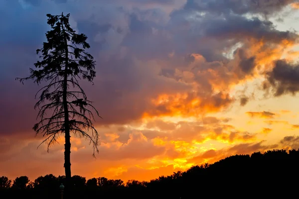 Dennenboom bij zonsondergang — Stockfoto