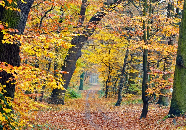 Pathway in the autumn forest — Stock Photo, Image