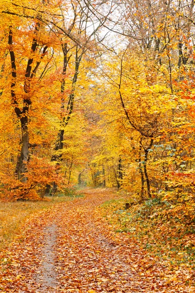 Sonbahar ormanı — Stok fotoğraf