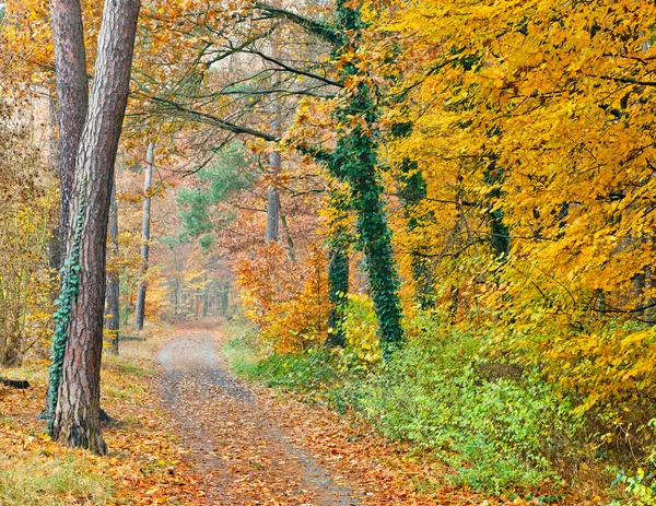 Stáž v podzimním lese — Stock fotografie