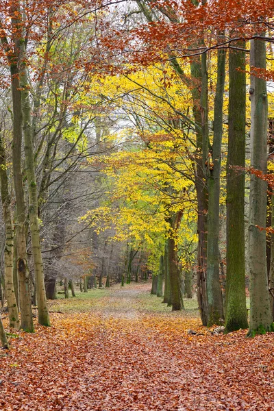 Stáž v podzimním lese — Stock fotografie