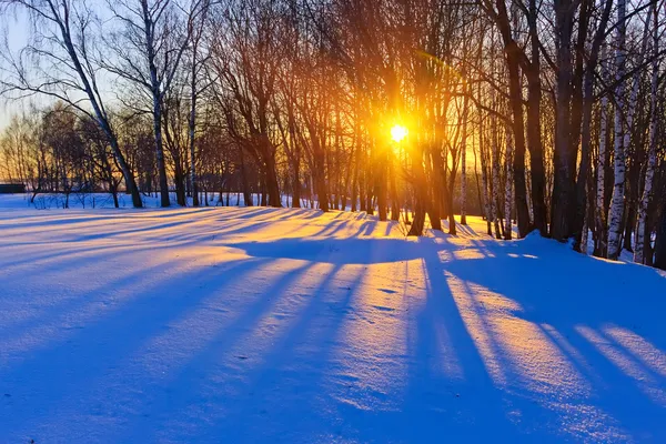 Bel tramonto in una foresta invernale — Foto Stock