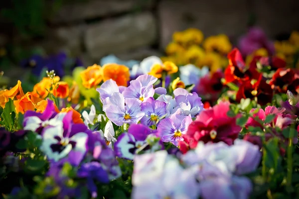色とりどりの花のバイオレット — ストック写真