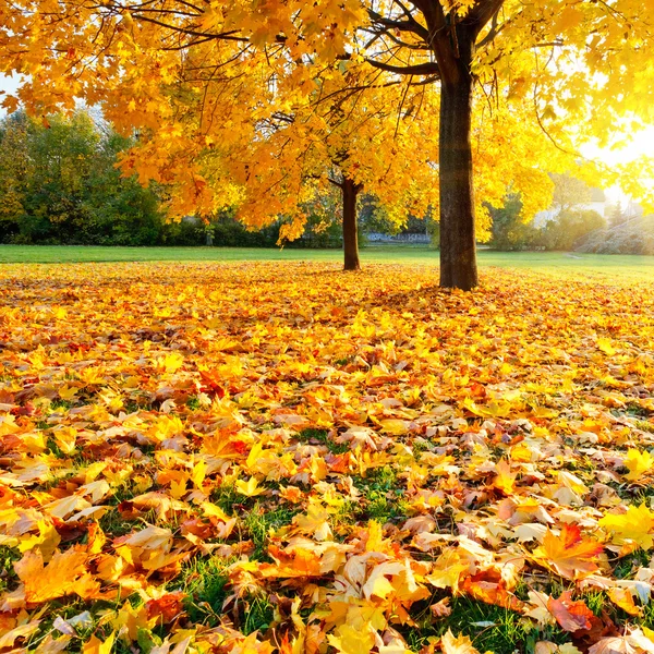 Цветная осень — стоковое фото