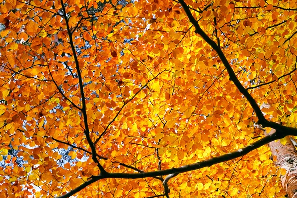 Autumn foliage — Stock Photo, Image