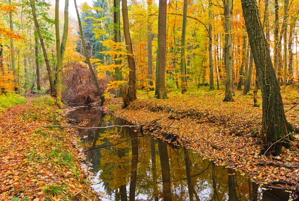 Houten rivier in herfst bos — Stockfoto