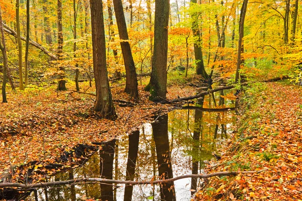 Rio de madeira na floresta de outono — Fotografia de Stock