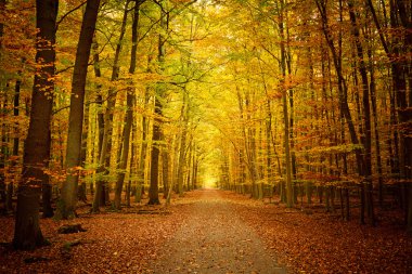 Pathway in the autumn forest clipart