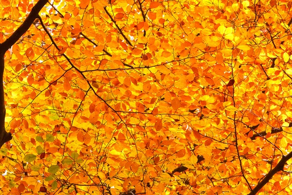 Hösten bladverk bakgrund — Stockfoto