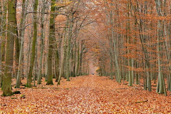 Ścieżka w jesiennym parku — Zdjęcie stockowe