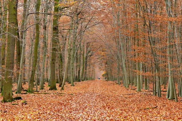 Route in het najaarspark — Stockfoto