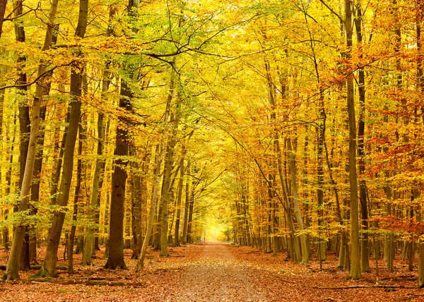 가을 공원의 늪지대 — 스톡 사진