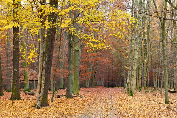 가을 공원의 늪지대 — 스톡 사진