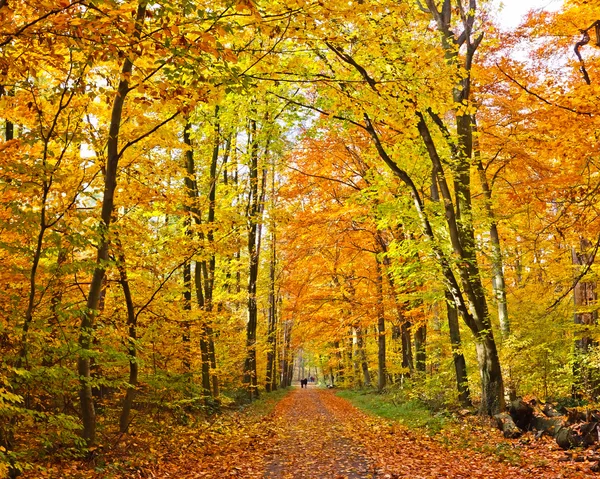 Kleurrijke herfst park — Stockfoto