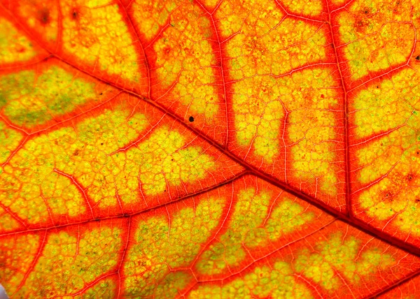 Close up of multicolored autumn oak leaf — Stock Photo, Image