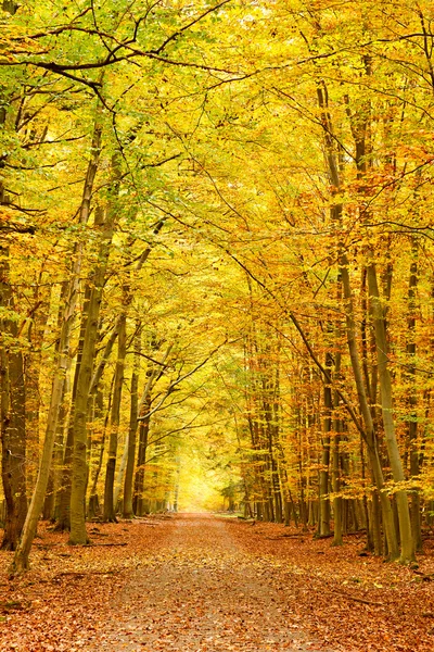 Μονοπάτι στο φθινόπωρο δάσος — Φωτογραφία Αρχείου