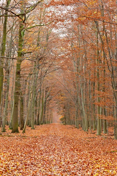Sonbahar orman yolu — Stok fotoğraf