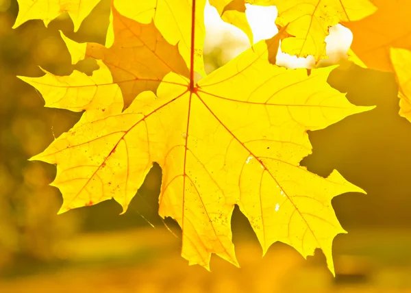 Folhas de bordo de outono amarelo — Fotografia de Stock