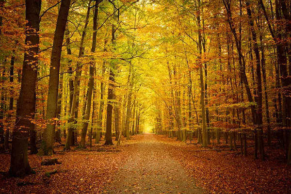 Pathway in the autumn forest — Stock Photo, Image