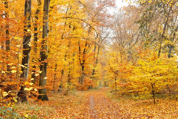 Kleurrijke herfst bos — Stockfoto