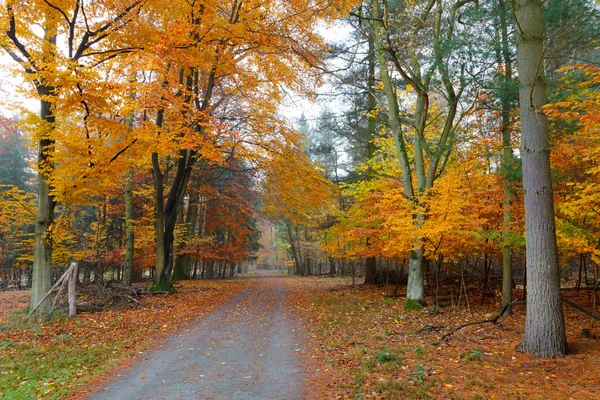 Mglisty jesienny park — Zdjęcie stockowe