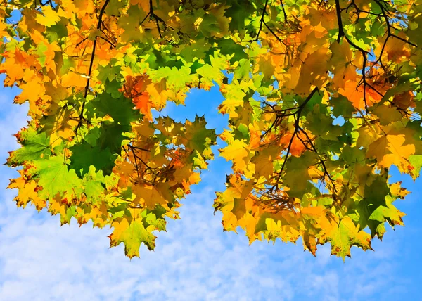 Πολύχρωμο φθινόπωρο φύλλα σφενδάμου — Φωτογραφία Αρχείου