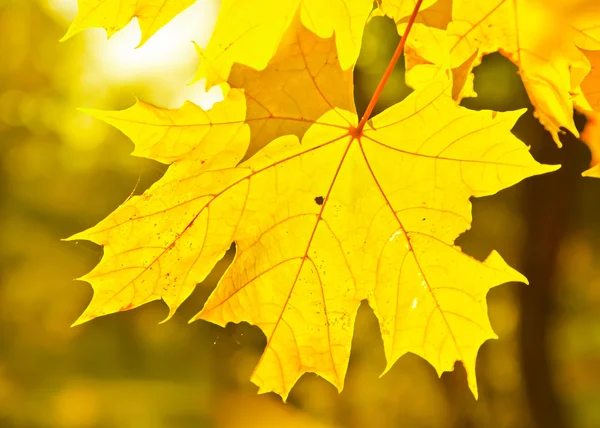 Foglie di acero giallo autunno — Foto Stock
